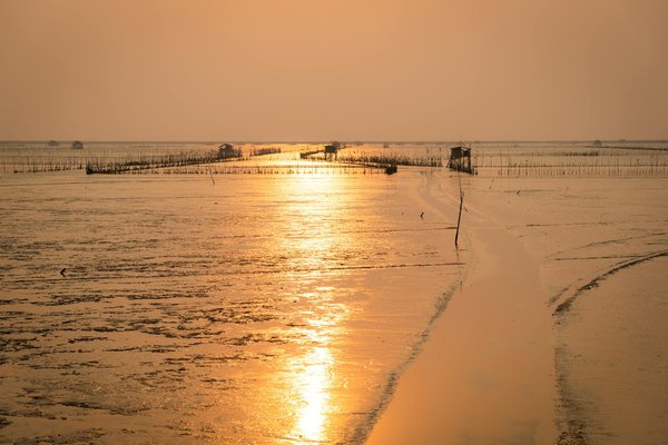 Où observer les flamants roses en Camargue, France : saisons et lieux ?